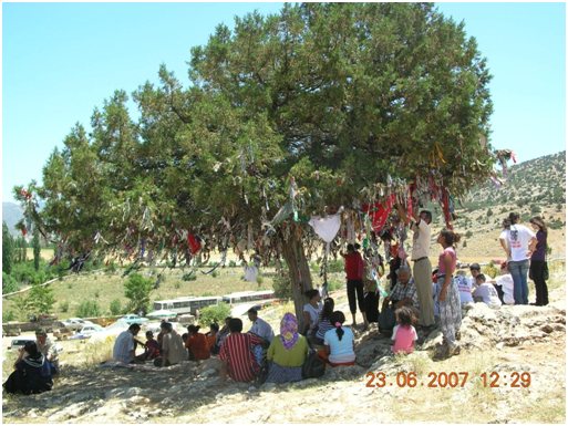 Resim 8: Abdal Musa Tekkesi çevresinde bulunan bir dilek ağacı ve dilekte bulunanlar [Foto: Sabri Çakır, 2007]